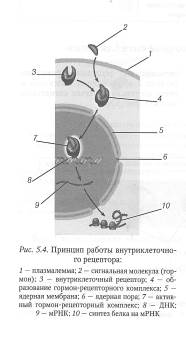 Клеточная рецепция и инициация проведения сигнала - student2.ru