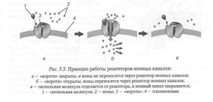 Клеточная рецепция и инициация проведения сигнала - student2.ru