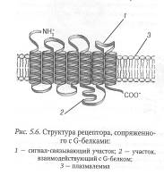 Клеточная рецепция и инициация проведения сигнала - student2.ru