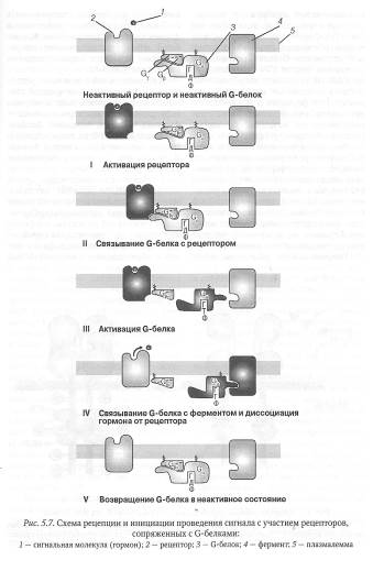 Клеточная рецепция и инициация проведения сигнала - student2.ru