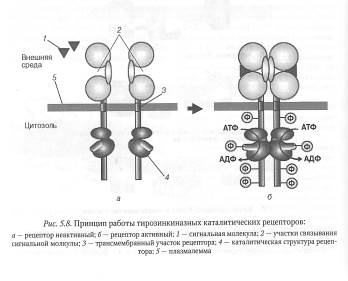 Клеточная рецепция и инициация проведения сигнала - student2.ru