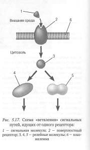 Клеточная рецепция и инициация проведения сигнала - student2.ru