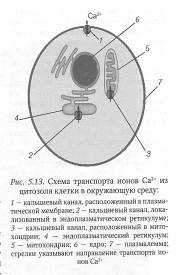 Клеточная рецепция и инициация проведения сигнала - student2.ru