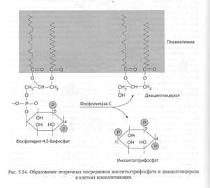 клеточная сигнализация 14 октября - student2.ru