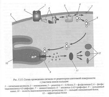 Клеточная рецепция и инициация проведения сигнала - student2.ru