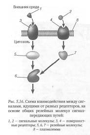 Клеточная рецепция и инициация проведения сигнала - student2.ru