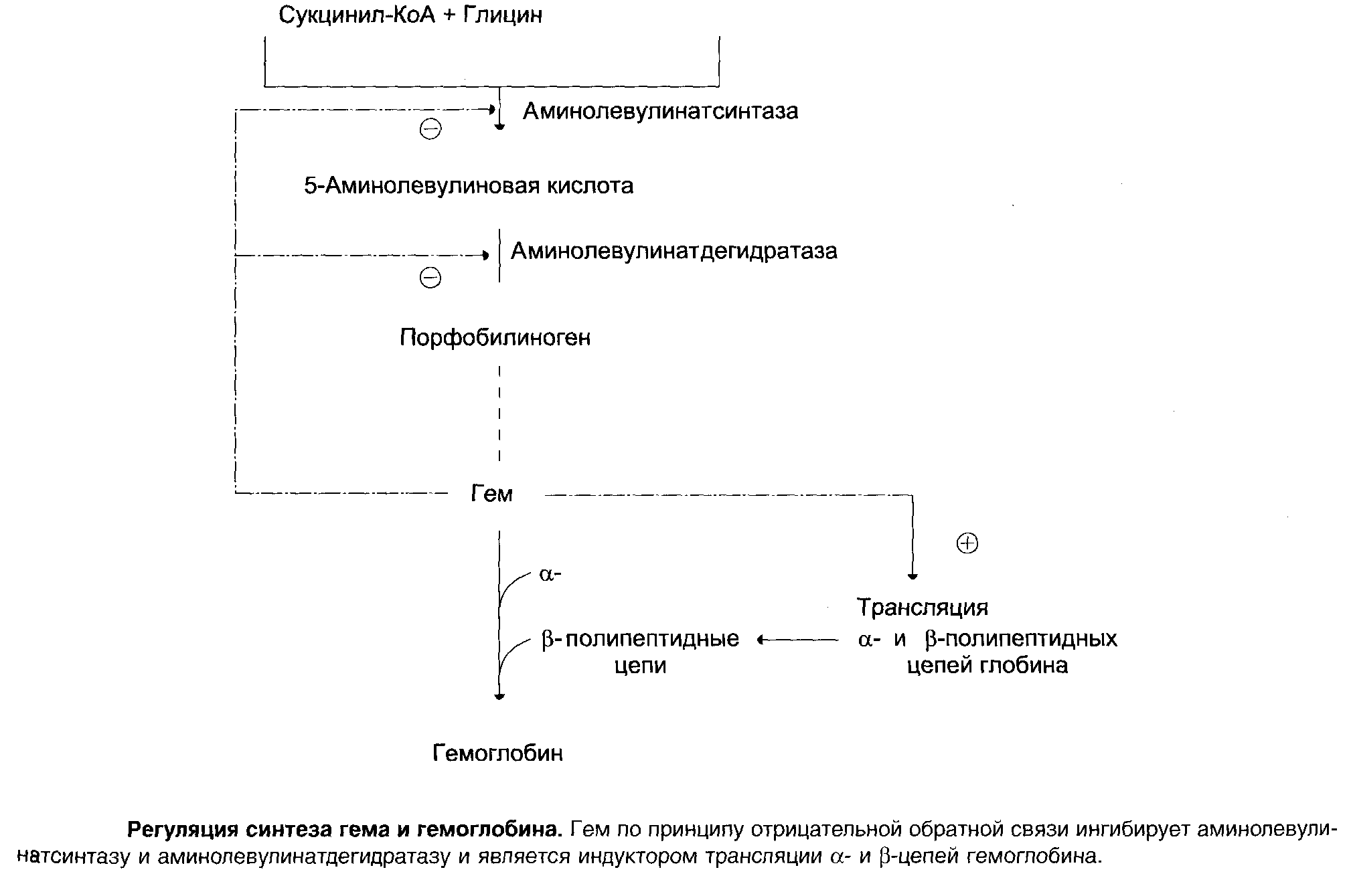 Клиническое значение концентрации БФГ в консервированной крови - student2.ru