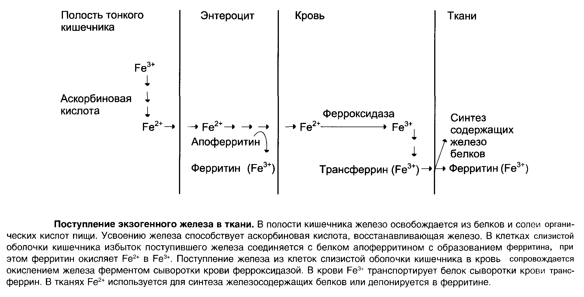 Клиническое значение концентрации БФГ в консервированной крови - student2.ru