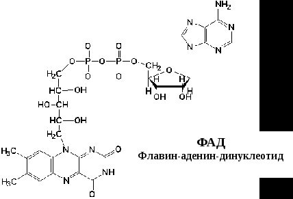 Комплекс I – НАДН-KoQ-редуктаза, комплекс II – сукцинат-KoQ-редуктаза, но он существует отдельно от остальных комплексов - student2.ru