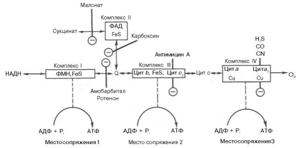 Комплекс I – НАДН-KoQ-редуктаза, комплекс II – сукцинат-KoQ-редуктаза, но он существует отдельно от остальных комплексов - student2.ru