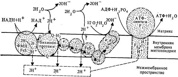 Комплекс I – НАДН-KoQ-редуктаза, комплекс II – сукцинат-KoQ-редуктаза, но он существует отдельно от остальных комплексов - student2.ru