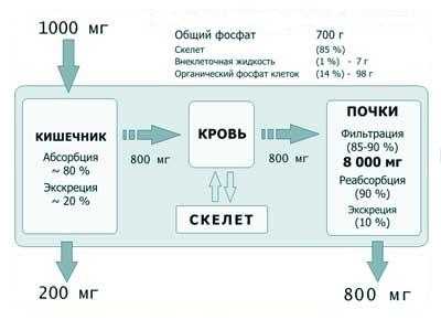 Концентрация кальция в крови человека - student2.ru