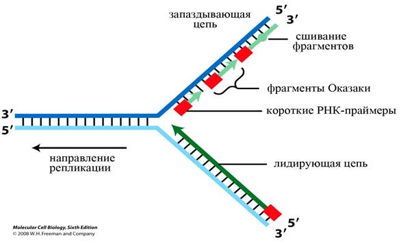 Конец – со свободной ОН-группой, и 5’-конец – со свободным фосфатом. - student2.ru