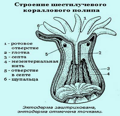 Коралловые полипы (Anthozoa). - student2.ru