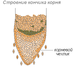 Корневой чехлик - student2.ru