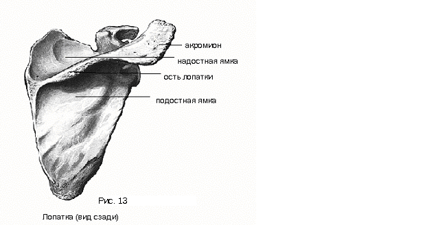 Кости пояса верхней конечности - student2.ru