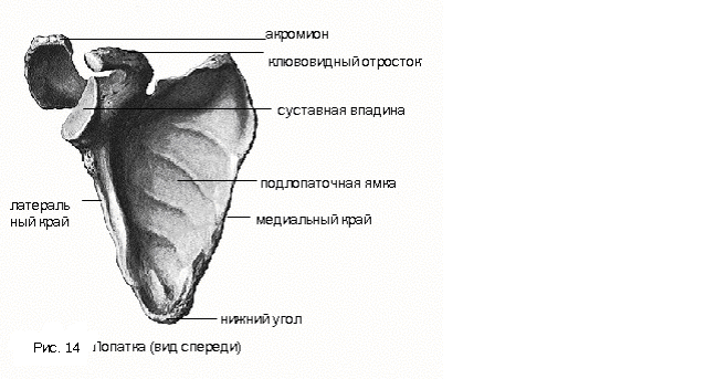 Кости пояса верхней конечности - student2.ru