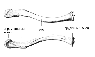 Кости пояса верхней конечности - student2.ru