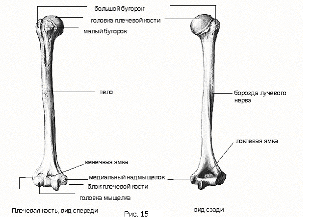 Кости пояса верхней конечности - student2.ru