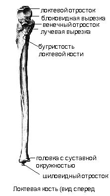 Кости пояса верхней конечности - student2.ru