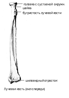 Кости пояса верхней конечности - student2.ru