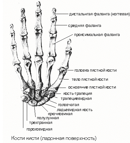 Кости пояса верхней конечности - student2.ru