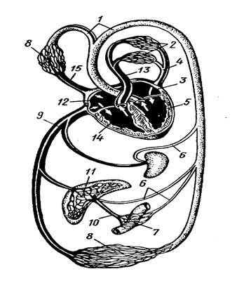 кров та система кровообігу - student2.ru