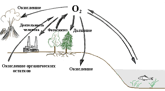 Круговорот кислорода в природе - student2.ru