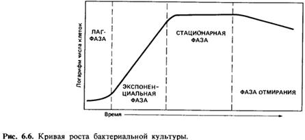 Культивирование микроорганизмов. Культура микроорганизмов, состоящая из клеток одного вида – чистая культура - student2.ru