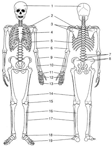 Лабораторная работа № 21. Строение скелета - student2.ru