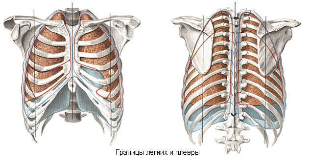 Лекция 14. Трахея, бронхи. Легкое. Плевра. Средостение - student2.ru