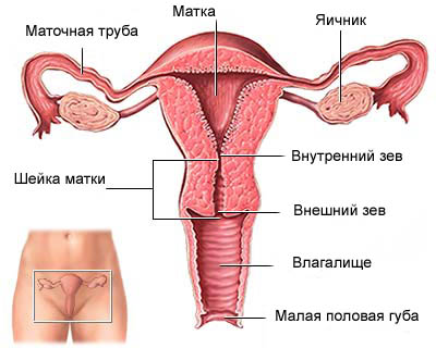 Лекция 19. Женские половые органы - student2.ru