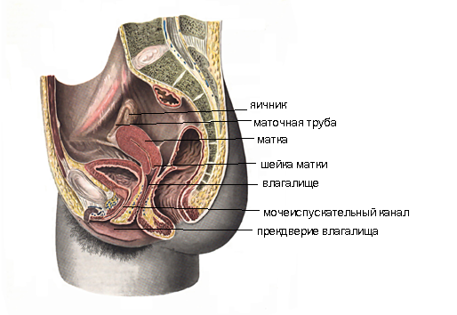 Лекция 19. Женские половые органы - student2.ru