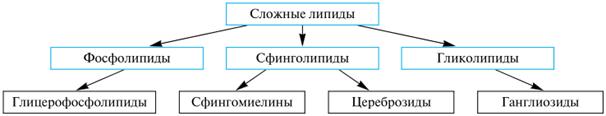 Липиды: фосфатидная кислота – строение; фосфолипиды (фосфатидилколамины, фосфатидилхолины) – состав, строение, гидролиз - student2.ru