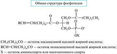 Липиды: фосфатидная кислота – строение; фосфолипиды (фосфатидилколамины, фосфатидилхолины) – состав, строение, гидролиз - student2.ru