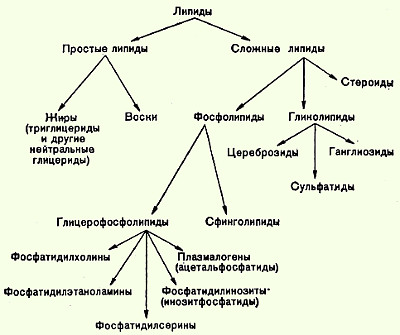 Липиды: классификация, биологические функции. Простые липиды – триглицериды: строение, ферментативный гедролиз - student2.ru