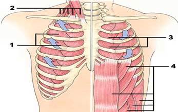 М’язи, що беруть участь у виконанні дихальних рухів: 1 — зовнішні міжреберні м’язи; 2 — м’язи шиї; 3 — внутрішні міжреберні м’язи; 4 — м’язи живота. - student2.ru