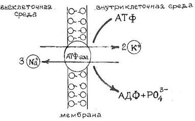 магний, кальций, стронций, барий - student2.ru