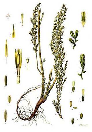 Matricaria recutita L. (Matricaria chamomilla L.) - student2.ru