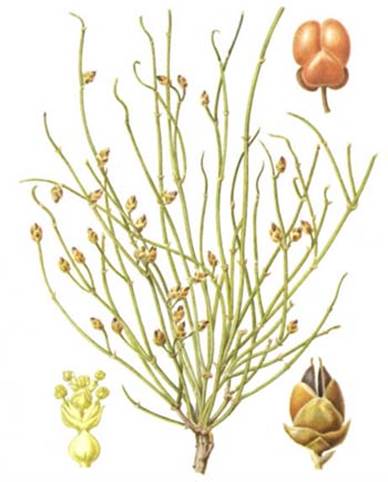 Matricaria recutita L. (Matricaria chamomilla L.) - student2.ru