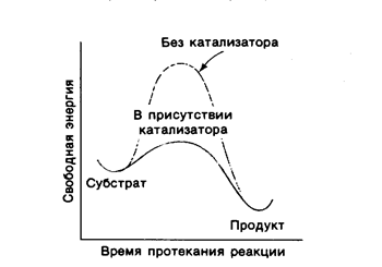 Механизм действия ферментов. Общее представление о катализе и биокатализе - student2.ru