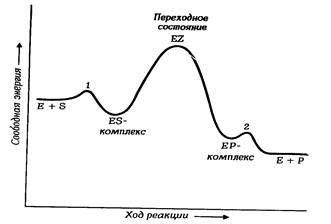 Механизм действия ферментов. Общее представление о катализе и биокатализе - student2.ru