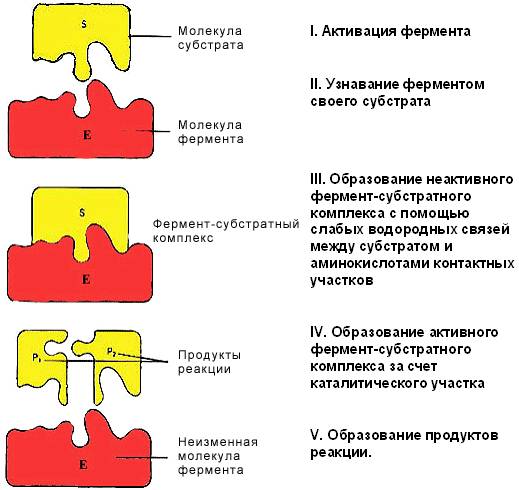 Механизм действия ферментов. Специфичность действия ферментов(стереохимическая, реакционная и субстратная:абсолютная,групповая). Структура и роль каталитического центра. - student2.ru