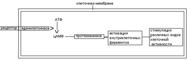 Механизм действия гормонов. Гормональные влияния на обменные процессы реализуются через избирательные воздействие гормонов на активность ферментов - student2.ru