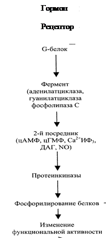 Механизм действия гормонов, механизмы срочной и хронической регуляции - student2.ru