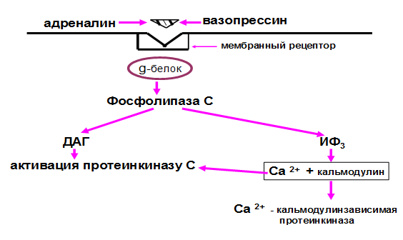 Механизм действия гормонов, механизмы срочной и хронической регуляции - student2.ru