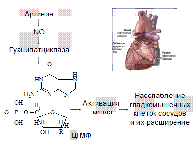 Механизм действия гормонов, механизмы срочной и хронической регуляции - student2.ru