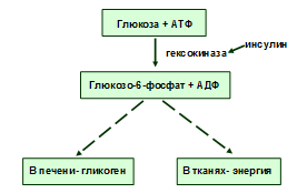 Механизм действия гормонов, механизмы срочной и хронической регуляции - student2.ru