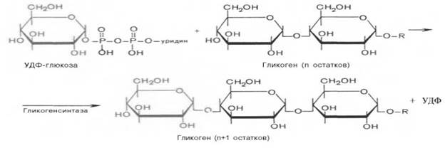 Механизм фосфорилитического отщепления остатка глюкозы от гликогена. - student2.ru