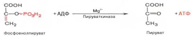 Механизм фосфорилитического отщепления остатка глюкозы от гликогена. - student2.ru